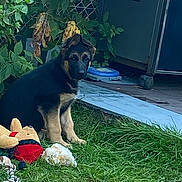 Lucky participe au concours pour gagner de l'argent avec cette photo : puppy, german_shepherd, dog, grass, toys, outdoor, pet, fence, leaves, plant, yard, backyard, storage, blue_tile, animal, sitting, cute, young, nature, domestic