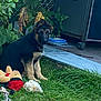animal, backyard, blue_tile, cute, dog, domestic, fence, german_shepherd, grass, leaves, nature, outdoor, pet, plant, puppy, sitting, storage, toys, yard, young