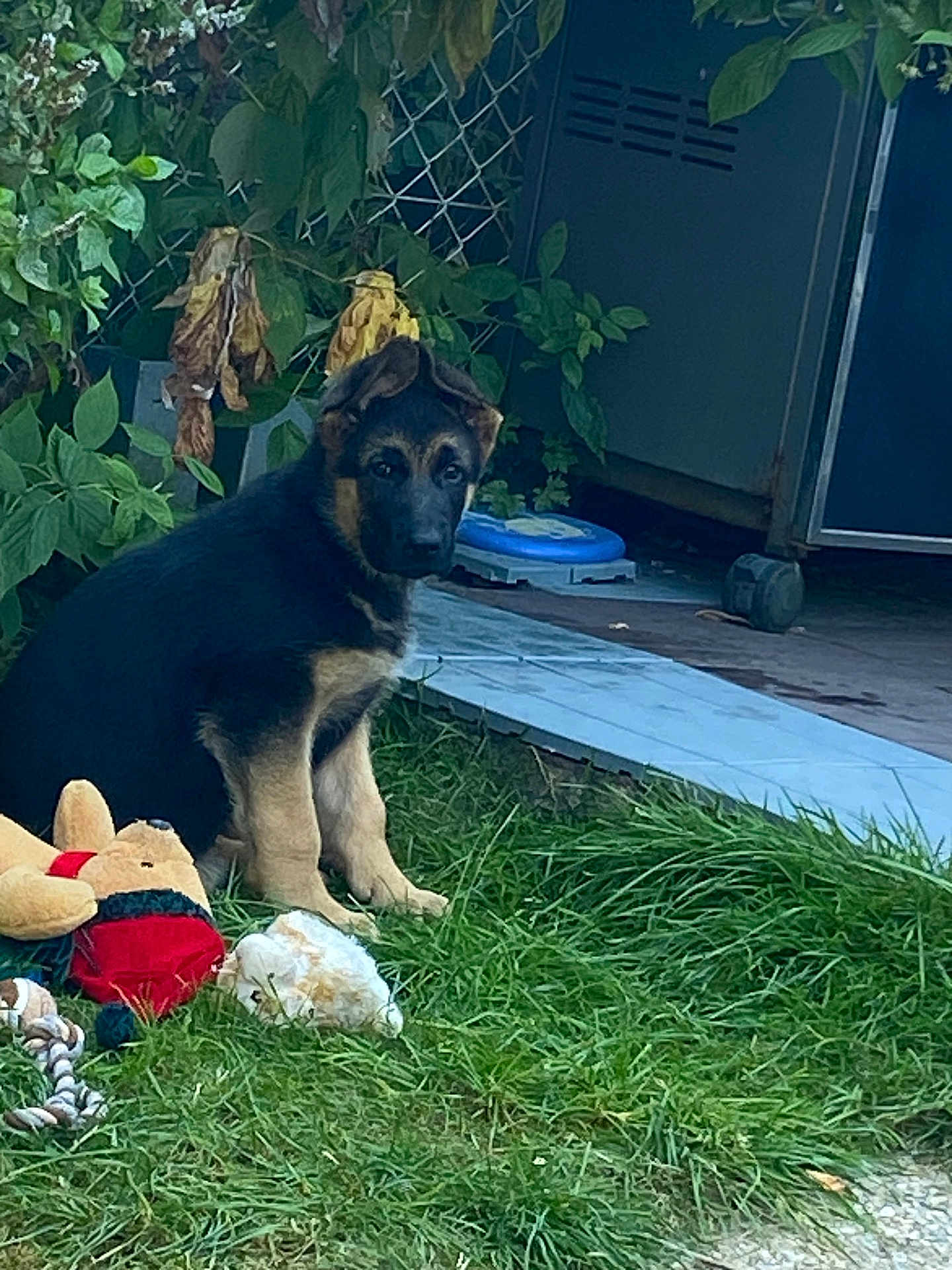 Lucky participe au concours pour gagner de l'argent avec cette photo : puppy, german_shepherd, dog, grass, toys, outdoor, pet, fence, leaves, plant, yard, backyard, storage, blue_tile, animal, sitting, cute, young, nature, domestic