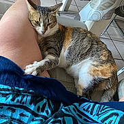 Missy a rejoint le concours — aidez-le/la à gagner de superbes lots ! cat, tabby_cat, animal, pet, leg, human_leg, paw, claw, fabric, pattern, blue, indoor, floor_tiles, chair, table, relaxing, snuggling, comfort, close_up, domestic