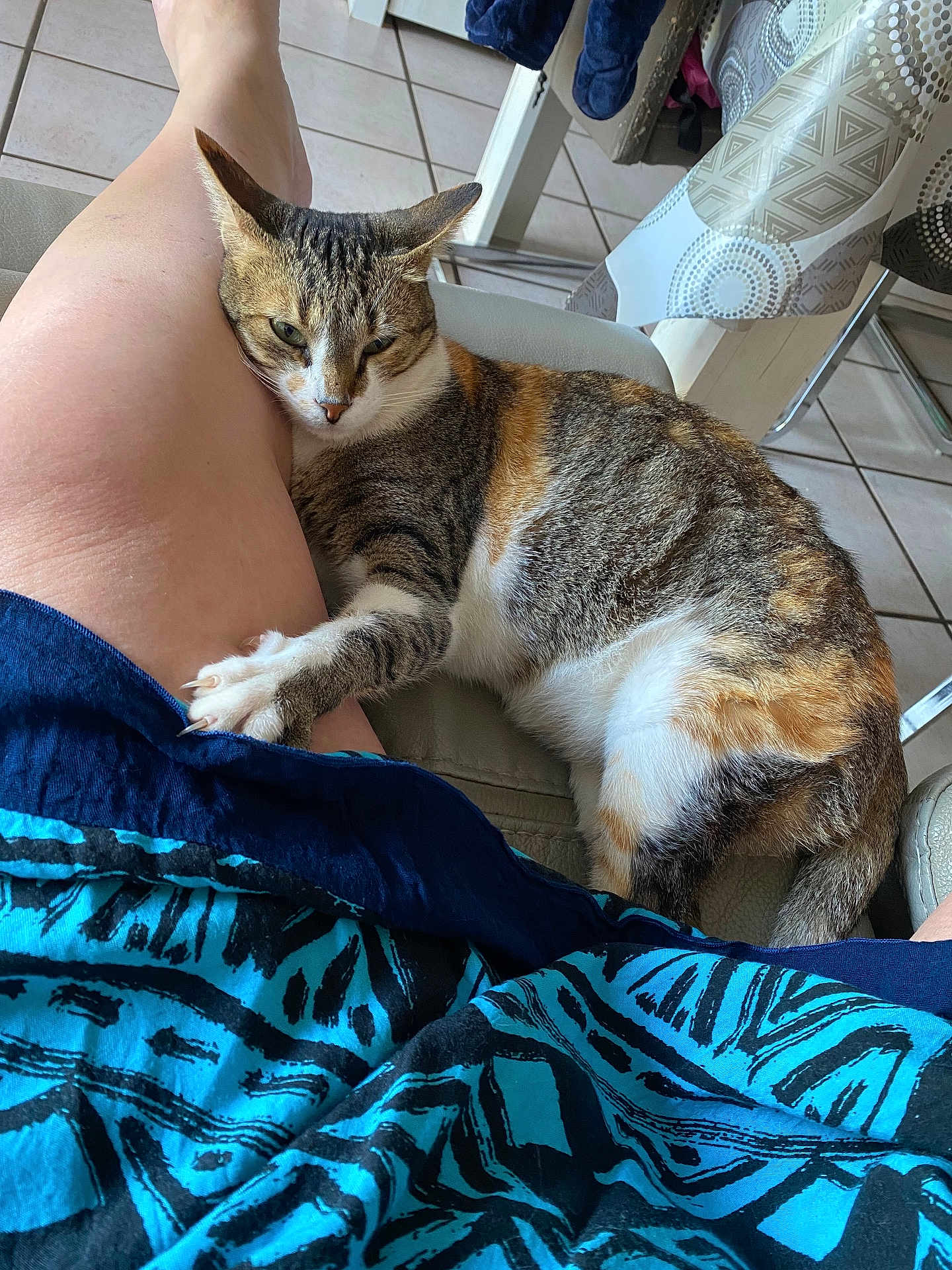 Missy a rejoint le concours — aidez-le/la à gagner de superbes lots ! cat, tabby_cat, animal, pet, leg, human_leg, paw, claw, fabric, pattern, blue, indoor, floor_tiles, chair, table, relaxing, snuggling, comfort, close_up, domestic