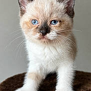 Little Bo Peep is registered to the contest to win money with this photo: kitten, cat, blue_eyes, fur, whiskers, pet, animal, cute, young, portrait, standing, brown, white, pink_text, soft_texture, indoor, closeup, fluffy, small, domestic_cat