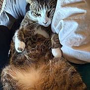 Lalo a rejoint le concours — aidez-le/la à gagner de superbes lots ! cat, tabby, fur, white_paws, relaxed, indoor, bed, pillow, blanket, cozy, pet, animal, whiskers, ears, cute, lying_down, sleepy, domestic_cat, closeup, feline