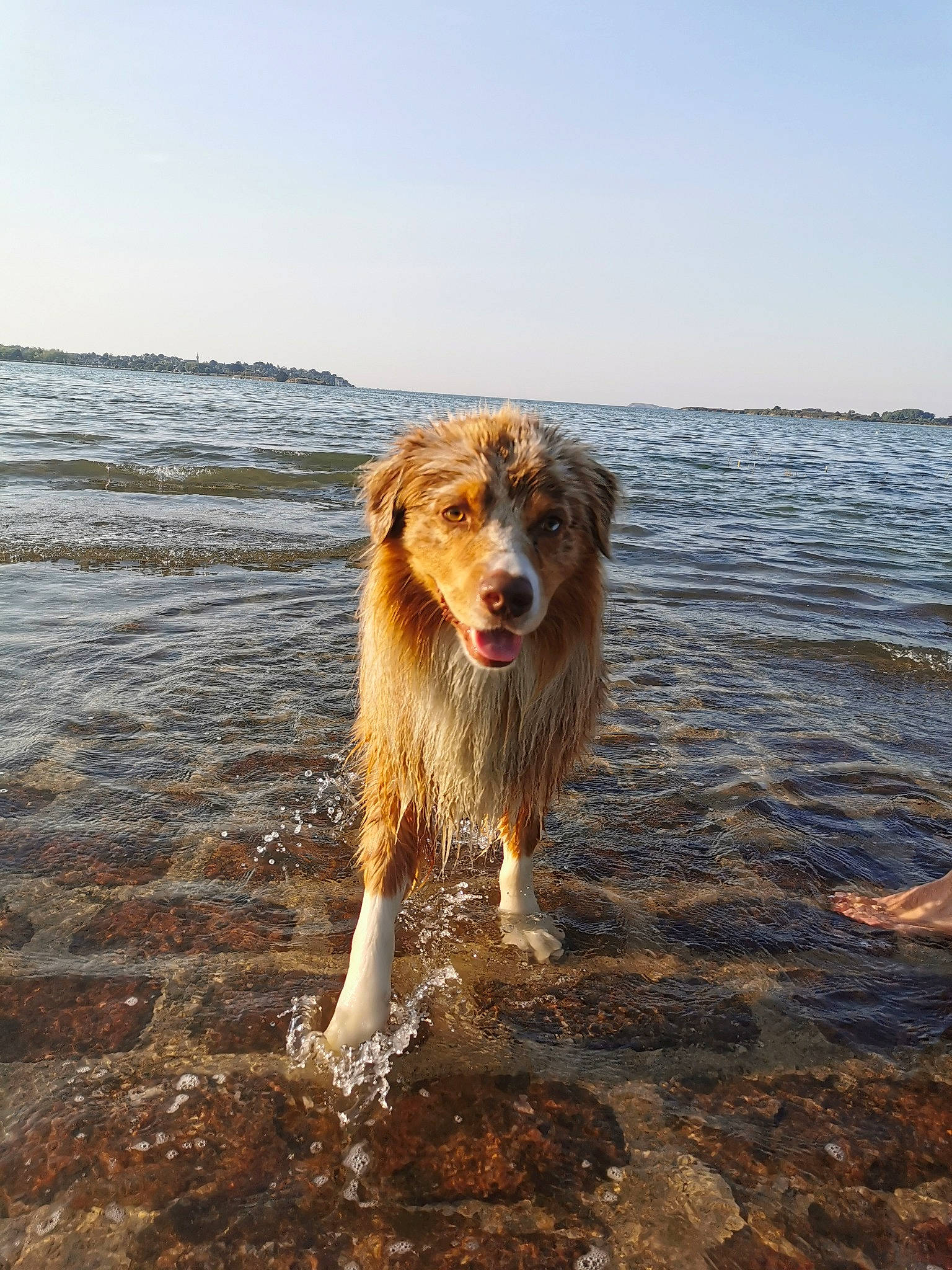 Ricky a rejoint le concours — aidez-le/la à gagner de superbes lots ! beach, canidae, carnivore, coast, companion_dog, dog, dog_breed, evening, fawn, fun, horizon, landscape, ocean, sand, sky, sporting_group, surfer_hair, water, wave, wind_wave