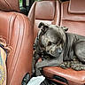 Gus Getsey is registered to the contest to win money with this photo: accessories, animal, belt, bulldog, canine, car, car_interior, carseat, chair, couch, cushion, dog, furniture, headrest, homedecor, person, pet, pitbull, transportation, vehicle