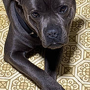 Gus Getsey joined the competition — help win amazing prizes! advertisement, animal, boxer, bulldog, canine, computer, dog, electronics, frenchbulldog, indoors, interiordesign, labradorretriever, pc, person, pet, pitbull, pug, puppy, snout, terrier