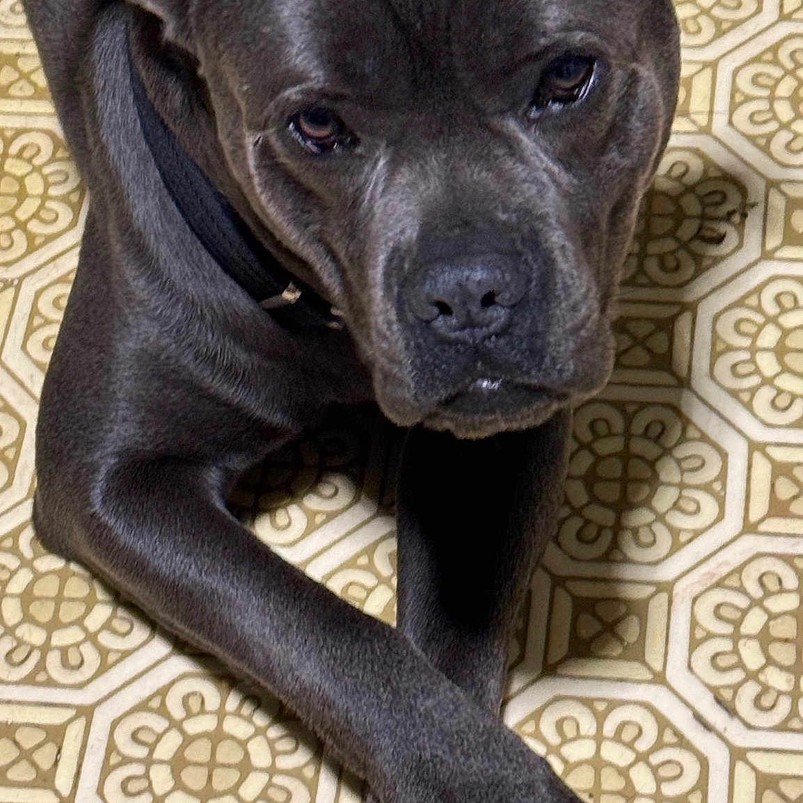 Gus Getsey joined the competition — help win amazing prizes! animal, boxer, bulldog, canine, dog, frenchbulldog, labradorretriever, pet, pitbull, pug, puppy, snout, tile, whitedog