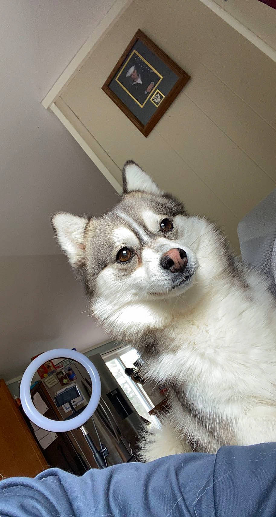 Luna joined the competition — help win amazing prizes! ancient_dog_breeds, canidae, carnivore, companion_dog, dog, dog_breed, dog_supply, fawn, fur, non_sporting_group, picture_frame, puppy, sled_dog, snout, sporting_group, tail, terrestrial_animal, whiskers, wood, working_dog