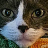Gracie joined the competition — help win amazing prizes! cat, close_up, face, whiskers, green_eyes, knitted_blanket, orange, green, fur, pet, animal, cute, portrait, indoor, cozy, texture, home, curious, soft, mammal