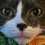 Gracie is registered to the contest to win money with this photo: cat, close_up, face, whiskers, green_eyes, crocheted_blanket, orange, green, texture, phone_screen, wallpaper, smartphone, app_icons, home_screen, domestic_cat, pet, fur, portrait, animal, resting