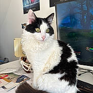 Neji participe au concours pour gagner de l'argent avec cette photo : black_and_white, cat, close_up, computer, curious, desk, feline, fluffy, green_eyes, home_office, indoor, keyboard, monitor, papers, pet, portrait, poster, sitting, tail, whiskers