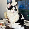 black_and_white, cat, close_up, computer, curious, desk, feline, fluffy, green_eyes, home_office, indoor, keyboard, monitor, papers, pet, portrait, poster, sitting, tail, whiskers