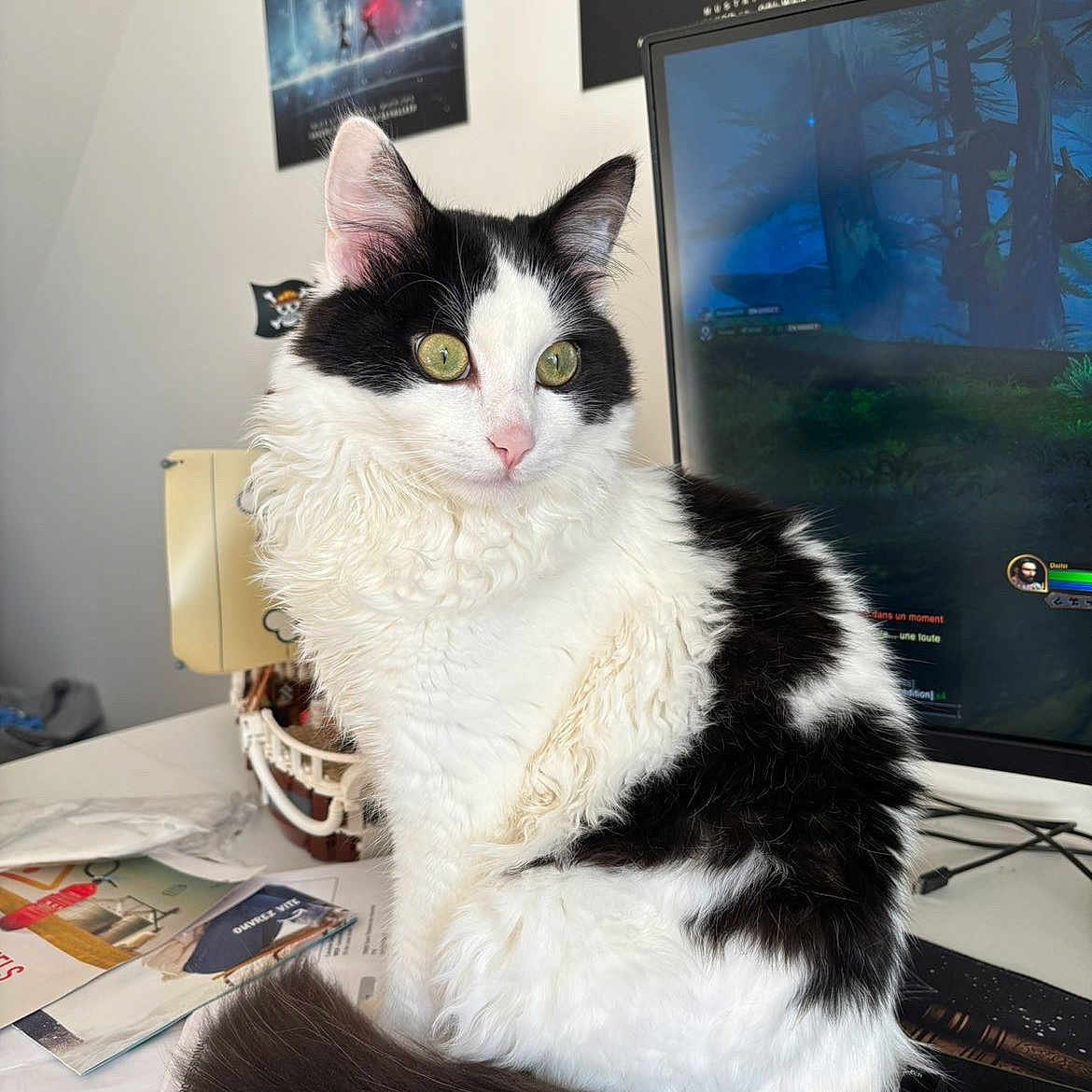 Neji participe au concours pour gagner de l'argent avec cette photo : black_and_white, cat, close_up, computer, curious, desk, feline, fluffy, green_eyes, home_office, indoor, keyboard, monitor, papers, pet, portrait, poster, sitting, tail, whiskers