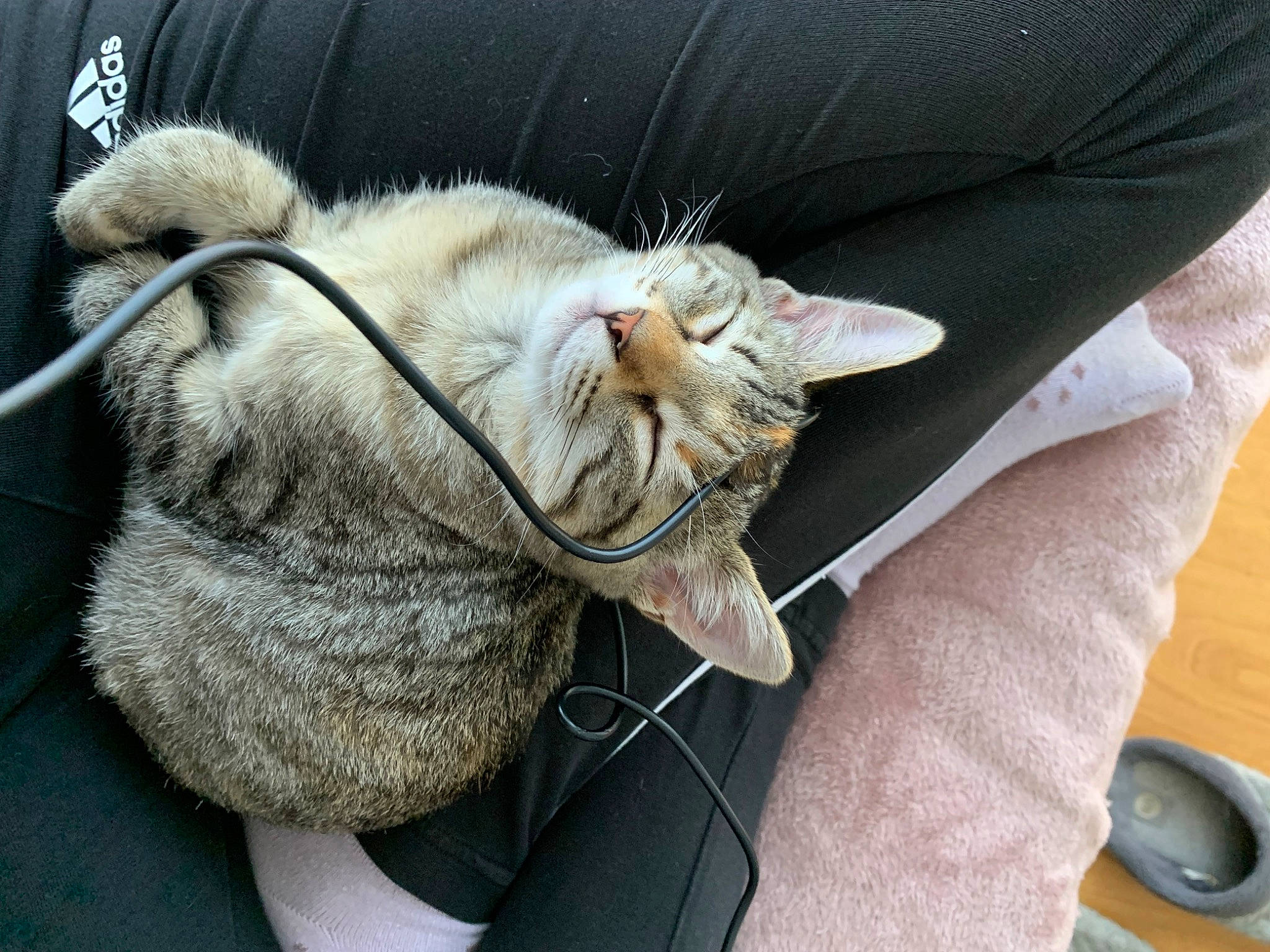 Tracy participe au concours pour gagner de l'argent avec cette photo : bag, carnivore, cat, claw, comfort, domestic_short_haired_cat, ear, fashion_accessory, fawn, felidae, fur, grey, hat, human_leg, luggage_and_bags, paw, small_to_medium_sized_cats, snout, tail, whiskers