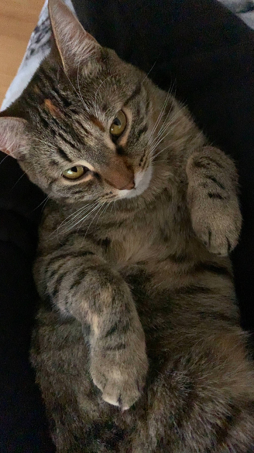 Tracy participe au concours pour gagner de l'argent avec cette photo : carnivore, cat, claw, darkness, domestic_short_haired_cat, felidae, fur, grey, paw, small_to_medium_sized_cats, snout, tail, terrestrial_animal, whiskers, window