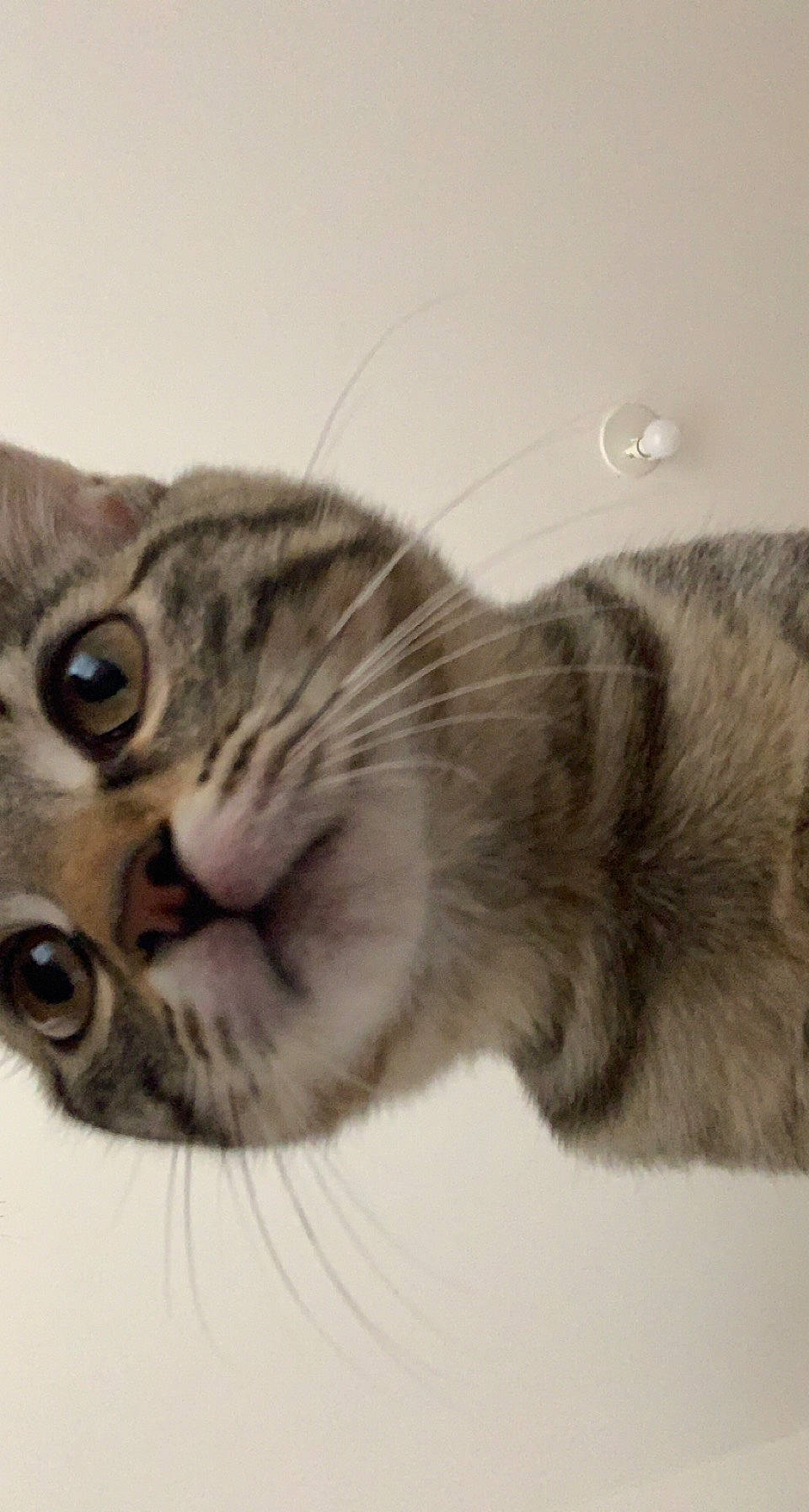 Tracy a rejoint le concours — aidez-le/la à gagner de superbes lots ! carnivore, cat, claw, comfort, domestic_short_haired_cat, ear, eye, felidae, fur, metal, paw, small_to_medium_sized_cats, snout, tail, terrestrial_animal, whiskers