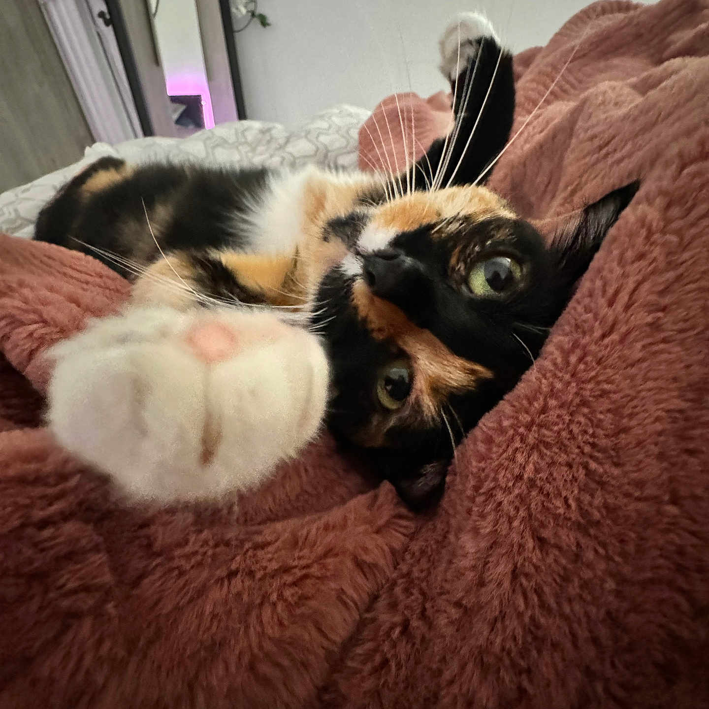 Siera