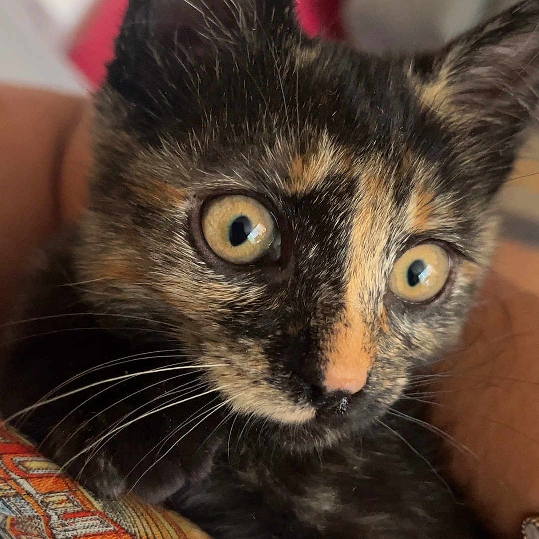Aleen a rejoint le concours — aidez-le/la à gagner de superbes lots ! cat, kitten, tortoiseshell, feline, animal, pet, close_up, portrait, wide_eyes, green_eyes, ears, whiskers, fur, black_fur, orange_fur, indoor, lap, textile, colorful, cuddly
