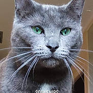 Belkao a rejoint le concours — aidez-le/la à gagner de superbes lots ! abyssinian, advertisement, aluminium, angora, animal, blackcat, brasssection, cat, computerhardware, electronics, gray, hardware, kitten, manx, monitor, pet, poster, screen, snout, text