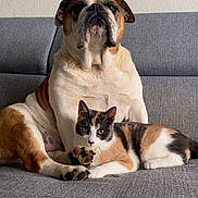 Maya participe au concours pour gagner de l'argent avec cette photo : bulldog, calico_cat, pets, couch, indoor, gray_furniture, relaxed, companion, animal, domestic, fur, sitting, looking_at_camera, cute, friendship, cozy, resting, calm, white_wall, home