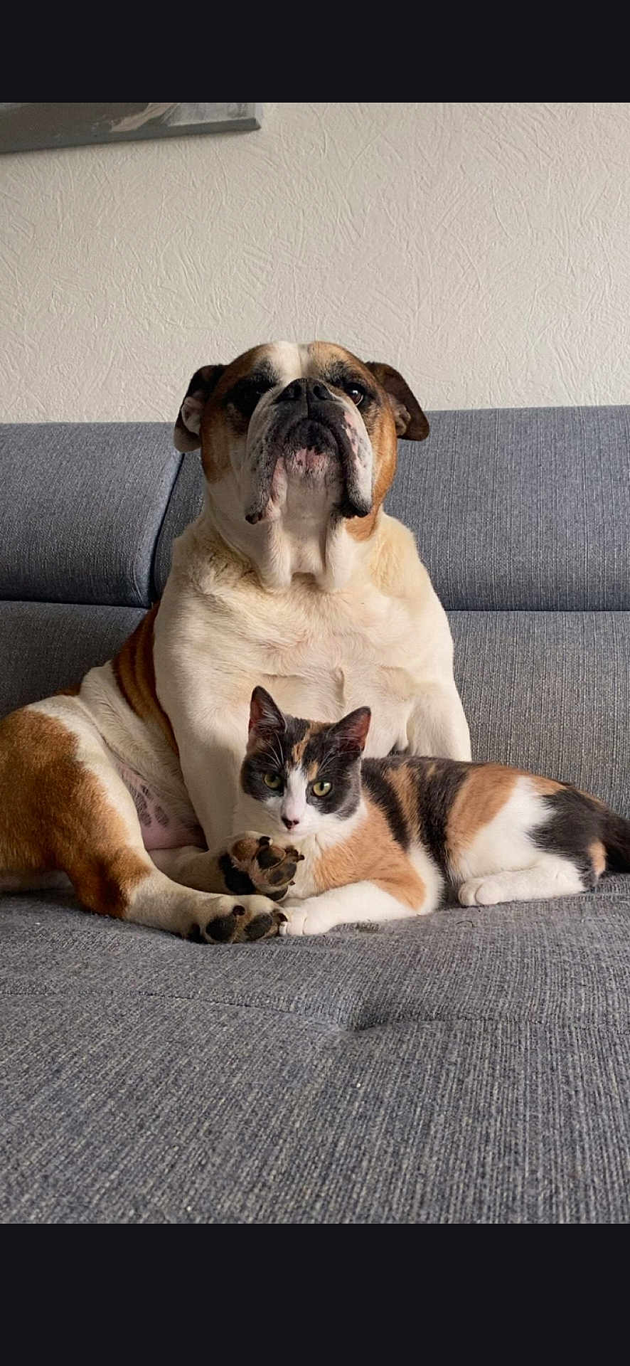 Maya participe au concours pour gagner de l'argent avec cette photo : bulldog, calico_cat, pets, couch, indoor, gray_furniture, relaxed, companion, animal, domestic, fur, sitting, looking_at_camera, cute, friendship, cozy, resting, calm, white_wall, home