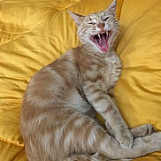 O'Maley participe au concours pour gagner de l'argent avec cette photo : cat, orange_tabby, pet, animal, feline, fur, sleeping_bed, yellow_bedding, comforter, cute, domestic_cat, whiskers, paw, relaxed, indoor, cozy, playful, teeth, tongue, resting