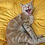 cat, orange_tabby, pet, animal, feline, fur, sleeping_bed, yellow_bedding, comforter, cute, domestic_cat, whiskers, paw, relaxed, indoor, cozy, playful, teeth, tongue, resting