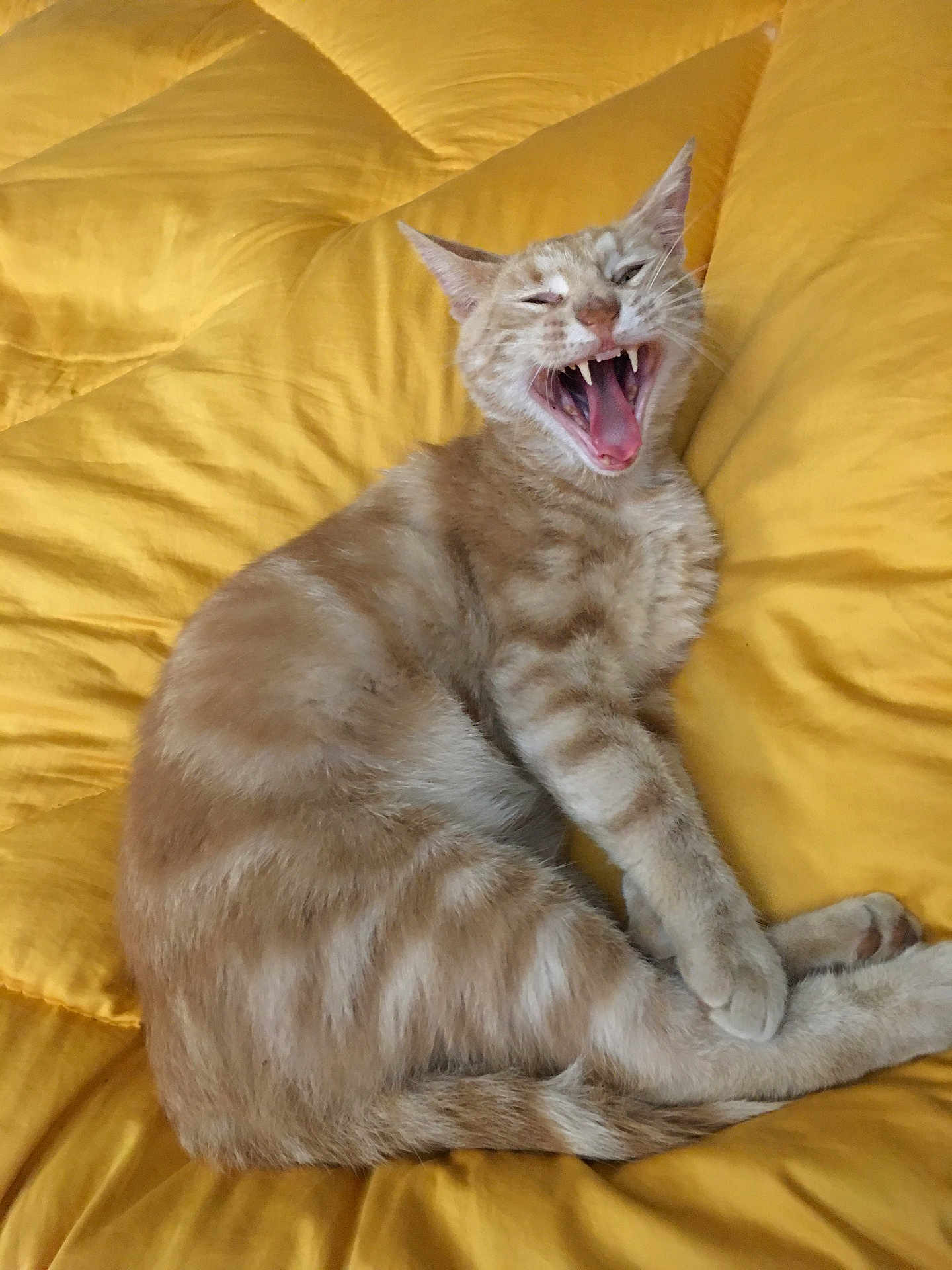 O'Maley participe au concours pour gagner de l'argent avec cette photo : cat, orange_tabby, pet, animal, feline, fur, sleeping_bed, yellow_bedding, comforter, cute, domestic_cat, whiskers, paw, relaxed, indoor, cozy, playful, teeth, tongue, resting
