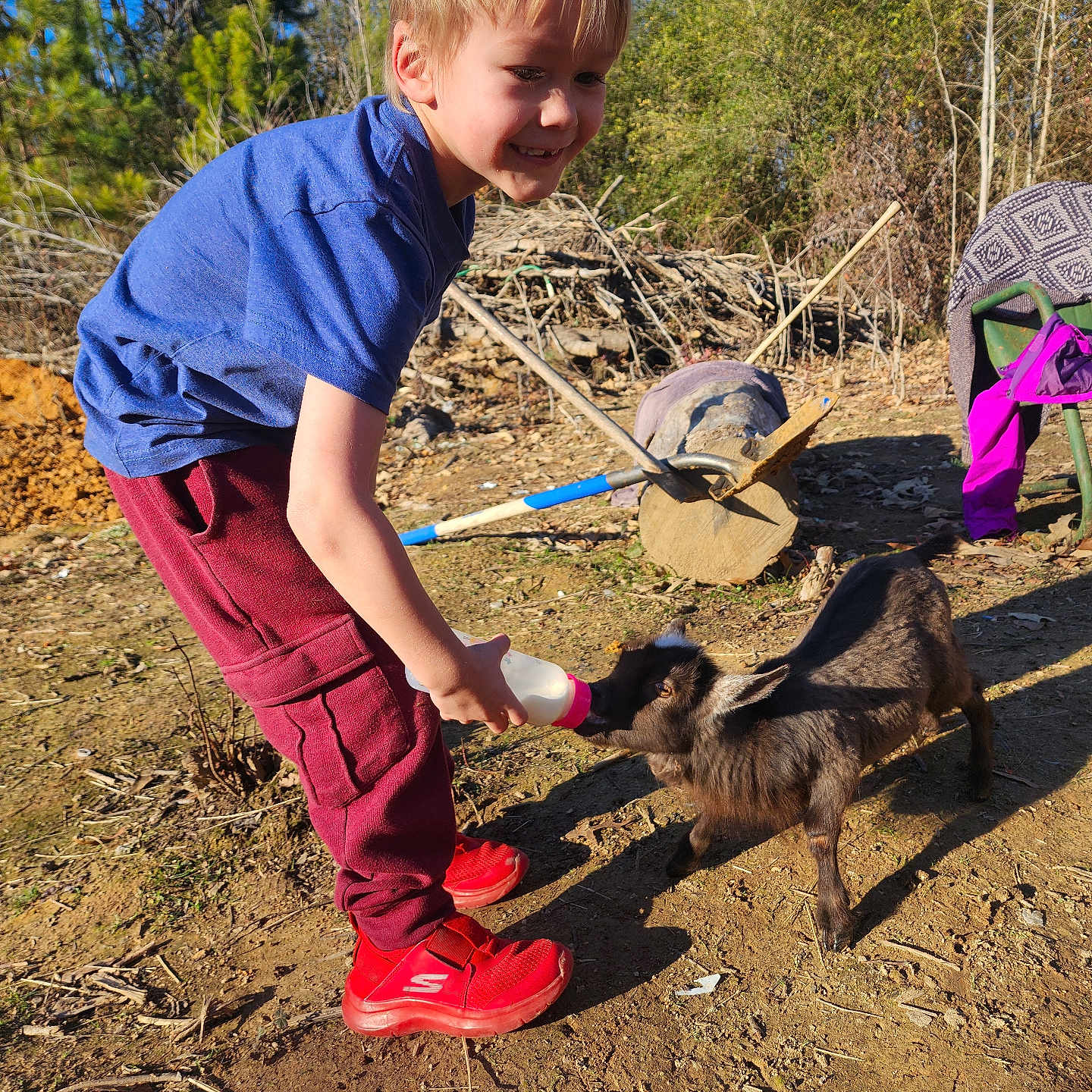 Keegan is registered to the contest to win money with this photo: accessories, animal, boy, child, clothing, face, footwear, goat, head, livestock, male, pants, person, photography, portrait, sheep, shoe, soil, strap, zoo