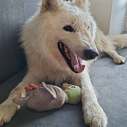 Sierra participe au concours pour gagner de l'argent avec cette photo : dog, white_dog, plush_toy, toy_bird, couch, indoor, pet, animal, relaxed, happy, tongue_out, fur, ears, paws, mouth_open, smiling, laying_down, floor, home, comfort