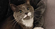 Puka a rejoint le concours — aidez-le/la à gagner de superbes lots ! animal, blanket, cat, closeup, comfort, cozy, curious_look, cute, domestic, feline, fur, gray_cat, indoor, mustache_pattern, nest, pet, relaxed, soft_texture, whiskers, white_markings