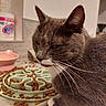 Puka a rejoint le concours — aidez-le/la à gagner de superbes lots ! cat, grey_cat, white_paws, slow_feeder_bowl, kibble, pet_food, scattered_food, pink_bowl, indoor, floor, tile_floor, fur, whiskers, animal, domestic_cat, close_up, side_view, pet_care, household, unimpressed_expression