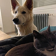 Puka a rejoint le concours — aidez-le/la à gagner de superbes lots ! dog, cat, indoor, pet, blanket, radiator, window, resting, cozy, fur, animal, relaxed, white_dog, gray_cat, house, domestic, sleeping, mammal, companion, furniture