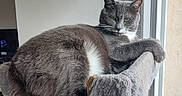 Puka participe au concours pour gagner de l'argent avec cette photo : cat, gray_cat, white_fur, cat_tree, perch, window, indoor, pet, feline, relaxed, looking, light, natural_light, fur, animal, domestic_cat, resting, cozy, home, scratching_post
