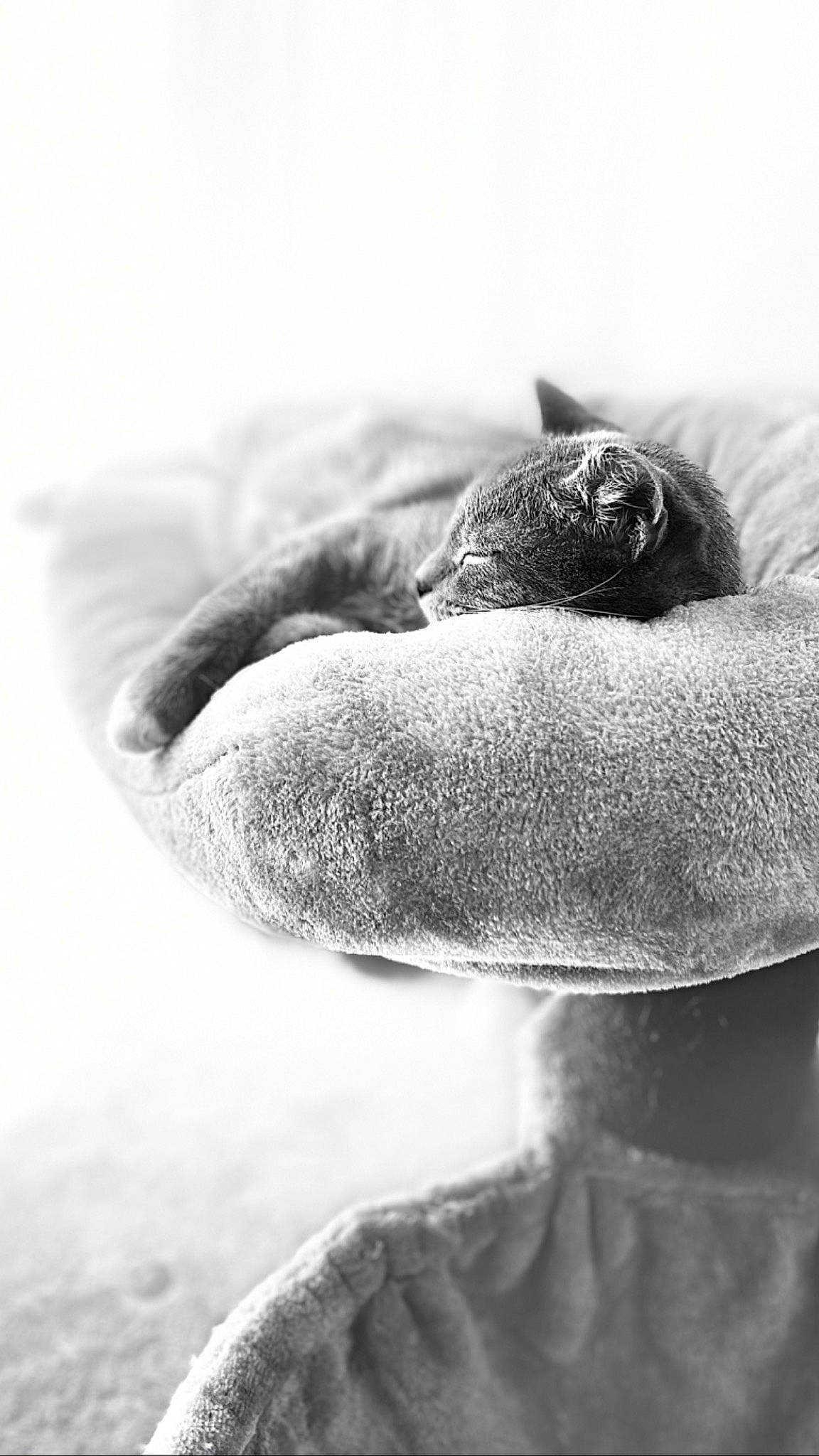 Peaky a rejoint le concours — aidez-le/la à gagner de superbes lots ! black_and_white, canidae, cat, comfort, eye, fur, hand, lip, monochrome, monochrome_photography, nose, paw, photography, puppy, snout, still_life_photography, style, whiskers, white