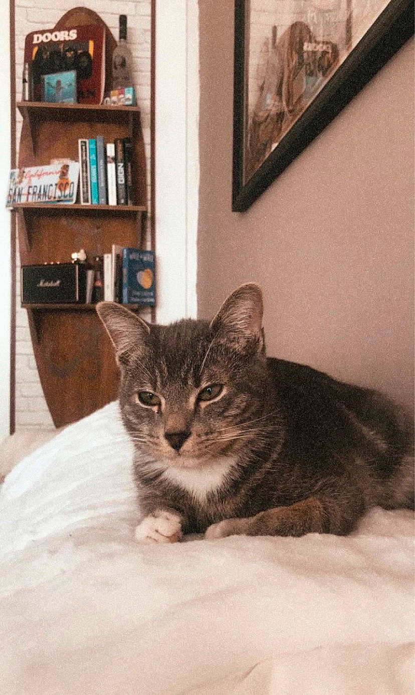 Peaky participe au concours pour gagner de l'argent avec cette photo : american_shorthair, asian, british_semi_longhair, carnivore, cat, domestic_short_haired_cat, dragon_li, ear, european_shorthair, eye, felidae, fur, kitten, mammal, pixie_bob, polydactyl_cat, small_to_medium_sized_cats, tabby_cat, whiskers, window