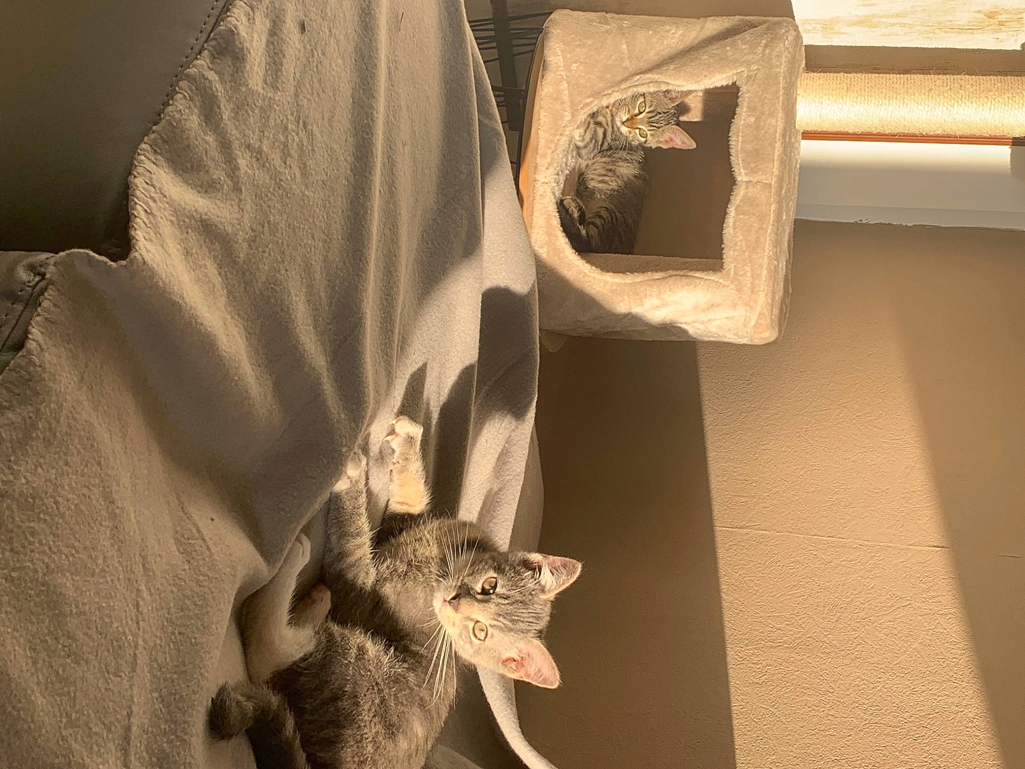 Peaky participe au concours pour gagner de l'argent avec cette photo : dinosaur, interior_design, marsupial, room