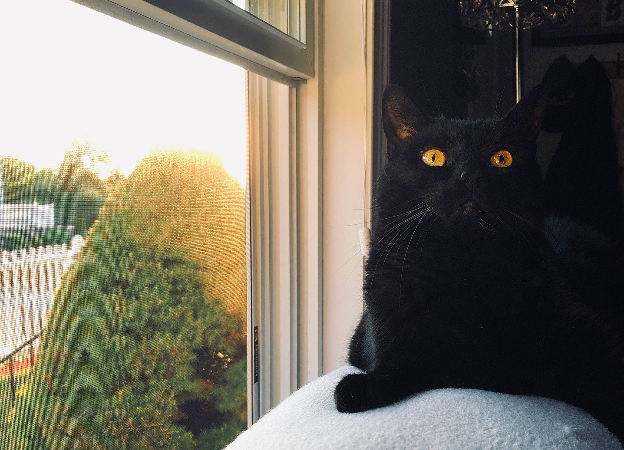 Ninja joined the competition — help win amazing prizes! black_cat, british_shorthair, carnivore, cat, domestic_short_haired_cat, eye, felidae, fur, home, plant, sky, small_to_medium_sized_cats, tail, tree, whiskers, window