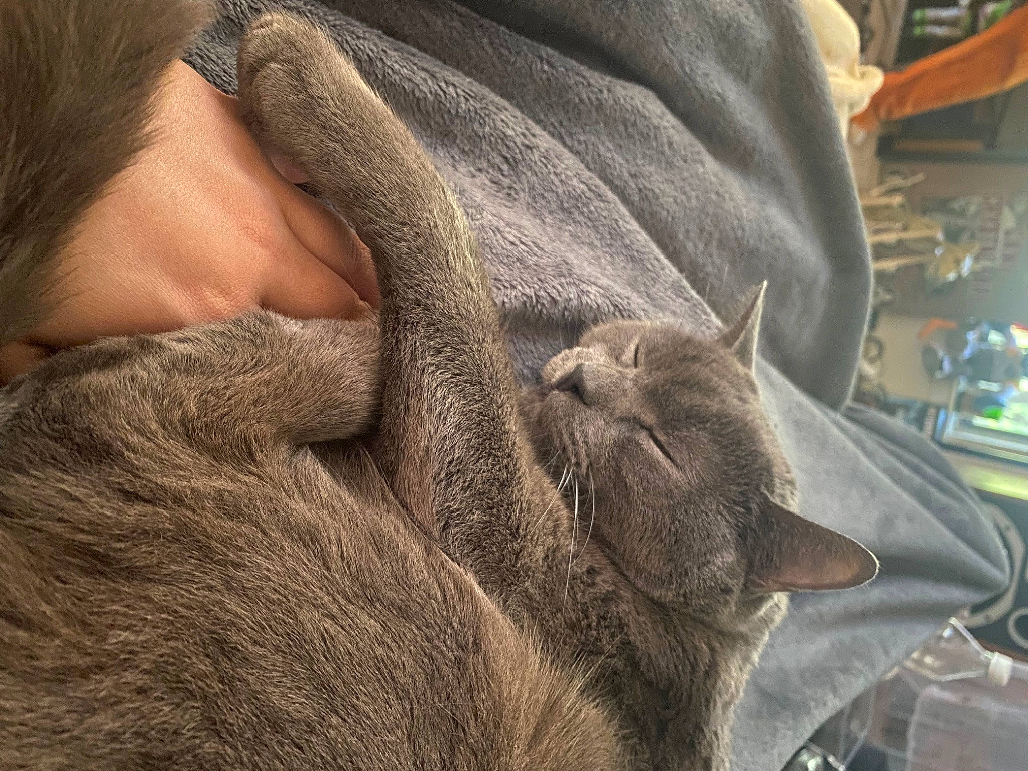 Gunther is registered to the contest to win money with this photo: carnivore, cat, claw, comfort, felidae, fur, grey, nap, natural_material, russian_blue, small_to_medium_sized_cats, snout, terrestrial_animal, whiskers, wrinkle