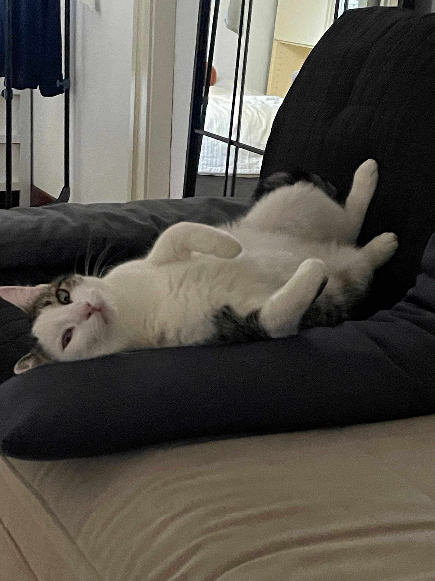 Zinou a rejoint le concours — aidez-le/la à gagner de superbes lots ! cat, indoor, cushion, chair, relaxed, pet, feline, white, gray, fur, mirror, furniture, home, resting, paw, cute, animal, cozy, bedroom, curious