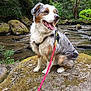 dog, australian_shepherd, animal, pet, leash, rock, moss, river, water, forest, trees, greenery, outdoor, nature, happy, tongue_out, sitting, fur, daylight, scenic