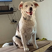 Olympe a rejoint le concours — aidez-le/la à gagner de superbes lots ! dog, white_dog, black_spots, sitting, table, living_room, clock, wall_clock, television, floor, fur, pet, happy, indoor, wooden_table, collar, smiling, home, domestic_animal, cute