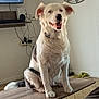 dog, white_dog, black_spots, sitting, table, living_room, clock, wall_clock, television, floor, fur, pet, happy, indoor, wooden_table, collar, smiling, home, domestic_animal, cute