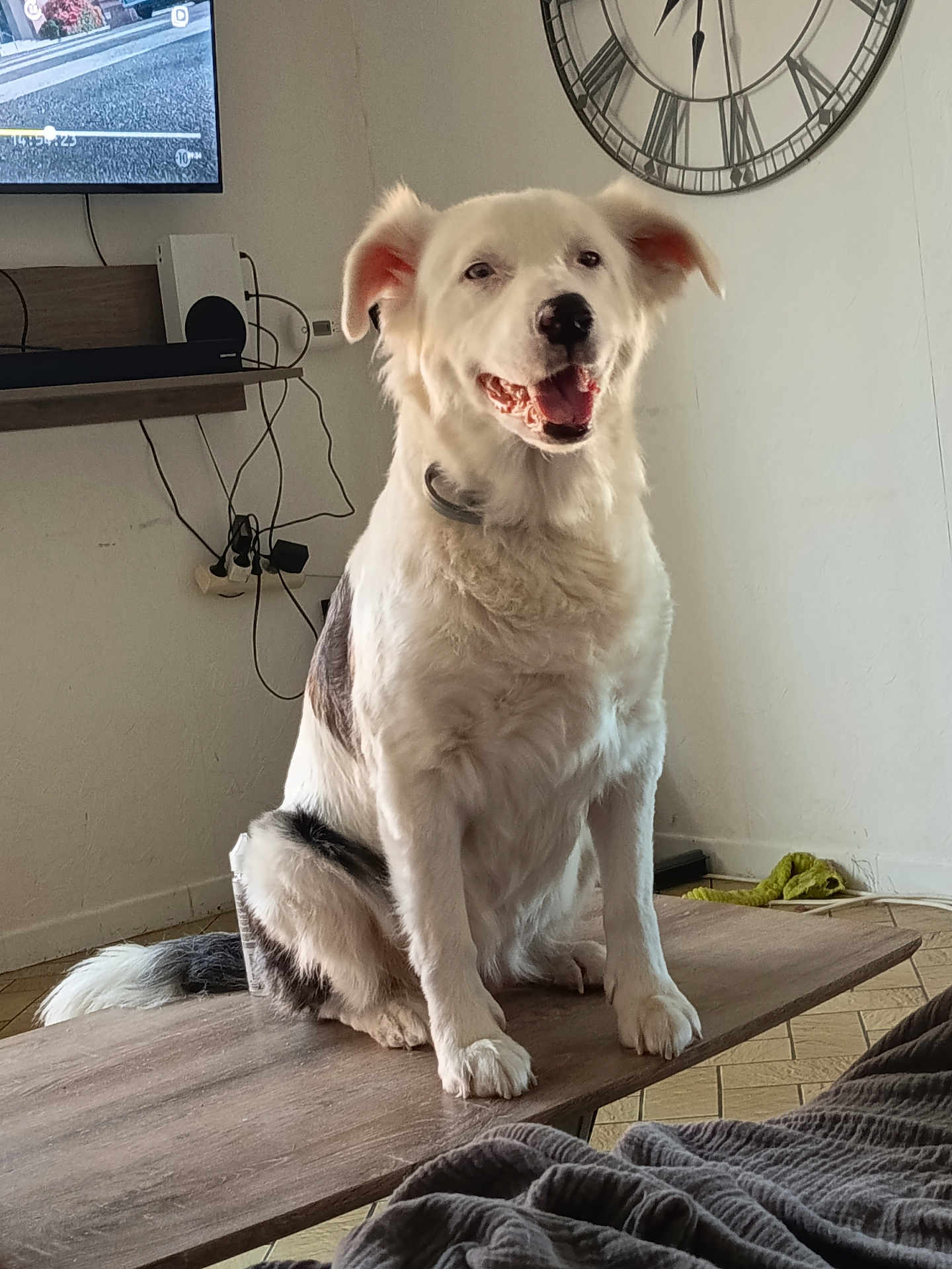 Olympe a rejoint le concours — aidez-le/la à gagner de superbes lots ! dog, white_dog, black_spots, sitting, table, living_room, clock, wall_clock, television, floor, fur, pet, happy, indoor, wooden_table, collar, smiling, home, domestic_animal, cute