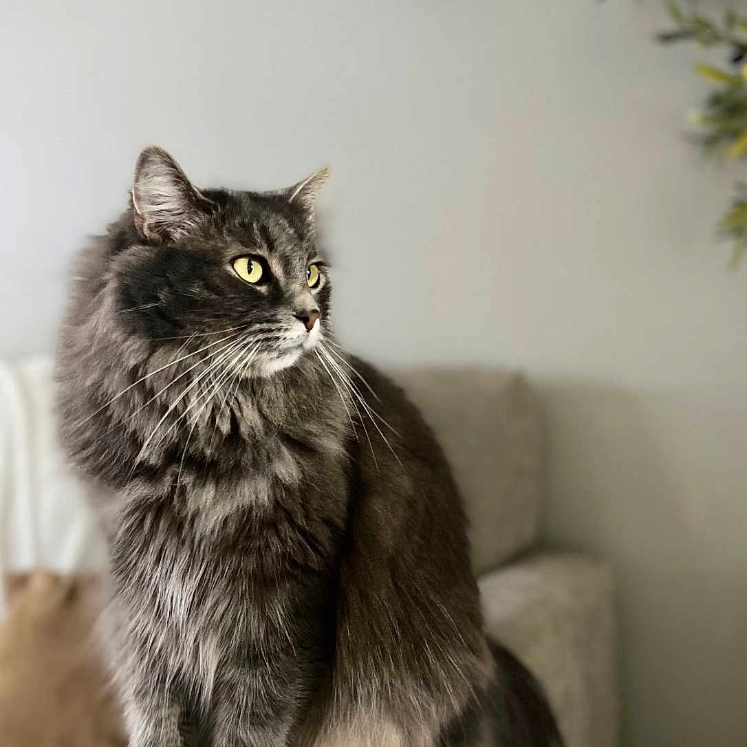 Fluffy joined the competition — help win amazing prizes! armrest, calm, cat, couch, cozy, decor, domestic, fluffy, fur, furniture, gray_cat, houseplant, indoor, looking_away, pet, portrait, sitting, wall_shelves, whiskers, yellow_eyes