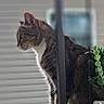 Kitten is registered to the contest to win money with this photo: animal, blurred_background, cat, domestic_animal, ears, feline, fur, green_leaves, looking, nature, outdoor, pet, plant, potted_plant, profile, side_view, sitting, tabby_cat, whiskers, wooden_ledge