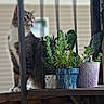 Kitten joined the competition — help win amazing prizes! animal, blurred_background, cat, curious, domestic_animal, feline, greenery, houseplant, leaf, nature, outdoor, pet, plant, porch, potted_plant, railing, sitting, tabby_cat, vertical_bars, wooden_furniture