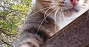 Kitten joined the competition — help win amazing prizes! animal, background, branch, cat, close_up, curious, face, feline, leaf, nature, nose, outdoor, paw, pet, sunlight, tabby, texture, tree, whiskers, wood