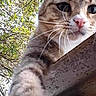 animal, background, branch, cat, close_up, curious, face, feline, leaf, nature, nose, outdoor, paw, pet, sunlight, tabby, texture, tree, whiskers, wood