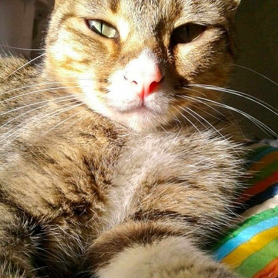 Kitten